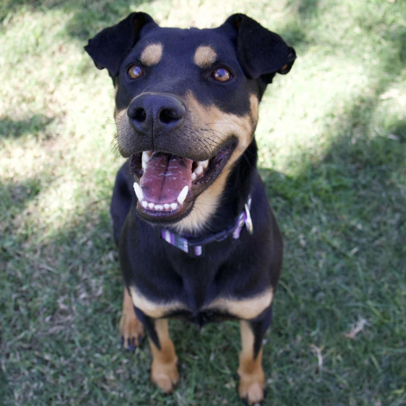 Enlarge Koda Bear (20240314-03), a Adoptable mixed breed in Mississauga, ON image 2/6