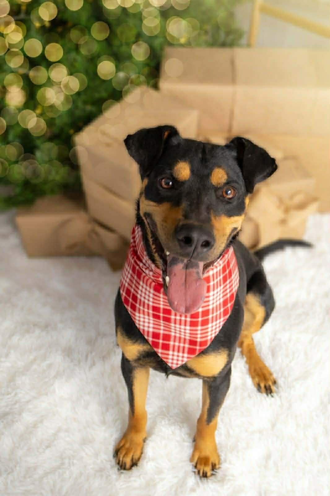 Koda Bear (20240314-03) — thumbnail 2