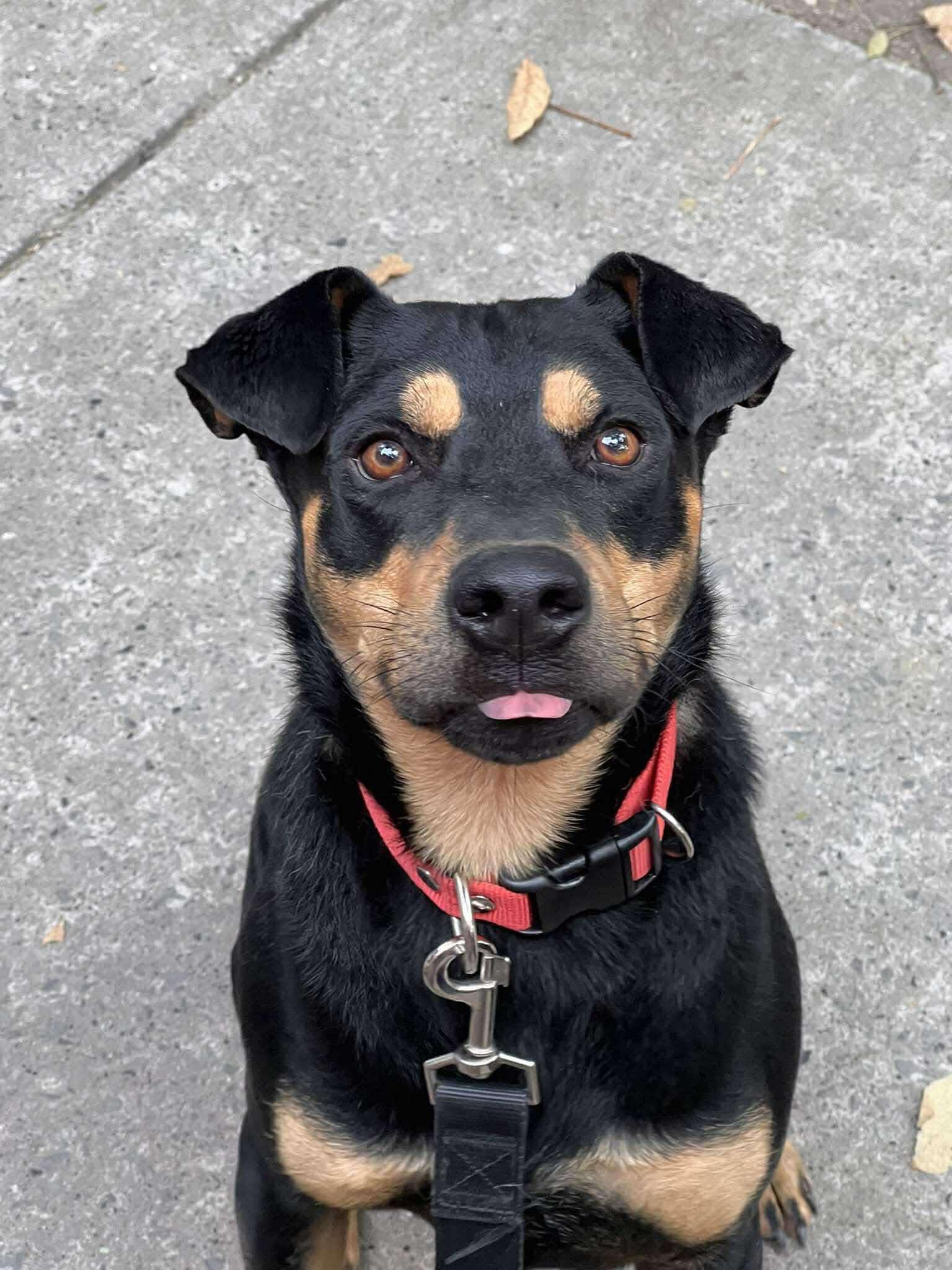 Enlarge Koda Bear (20240314-03), a Adoptable mixed breed in Mississauga, ON image 4/6