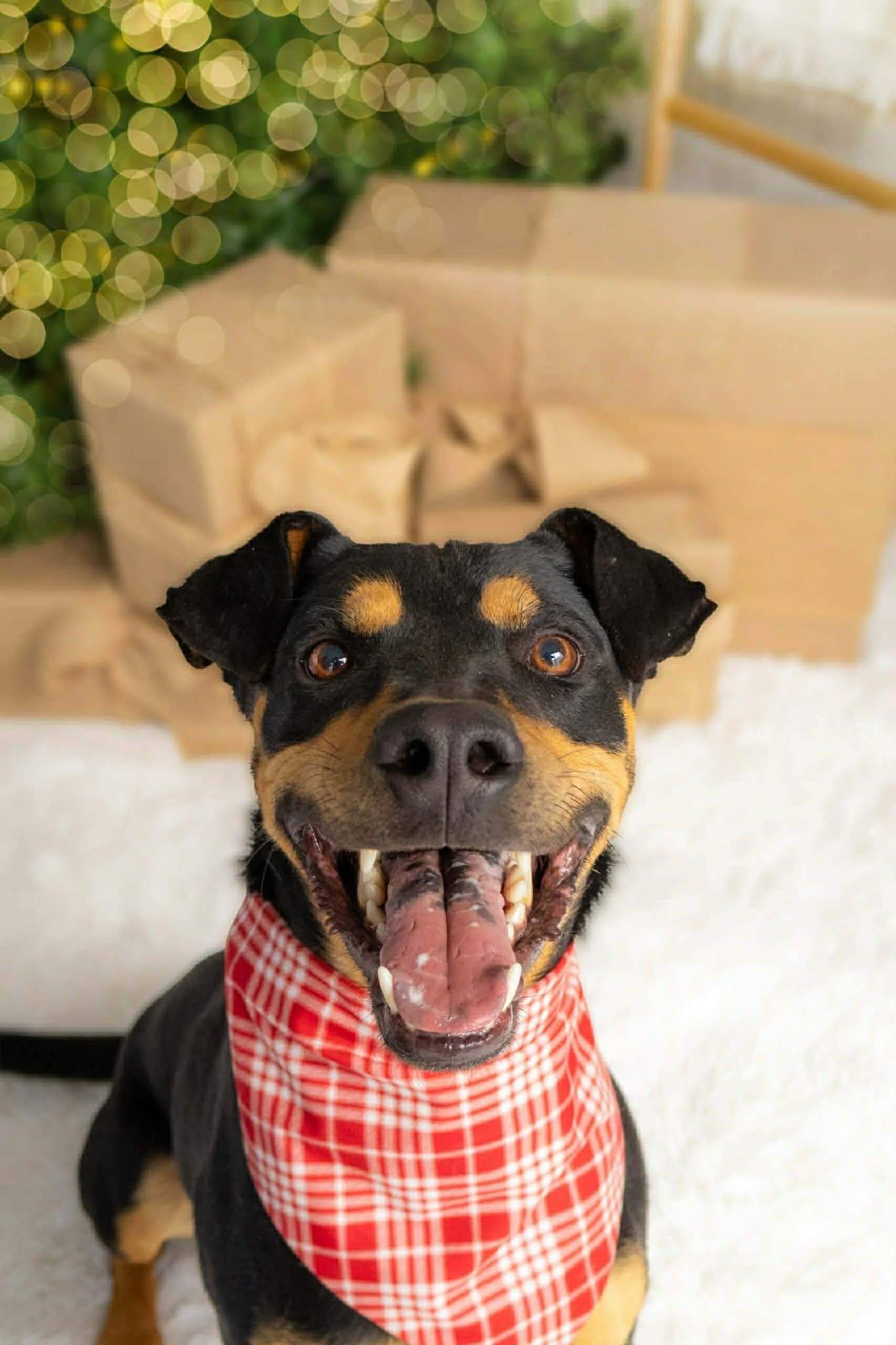 Enlarge Koda Bear (20240314-03), a Adoptable mixed breed in Mississauga, ON image 5/6