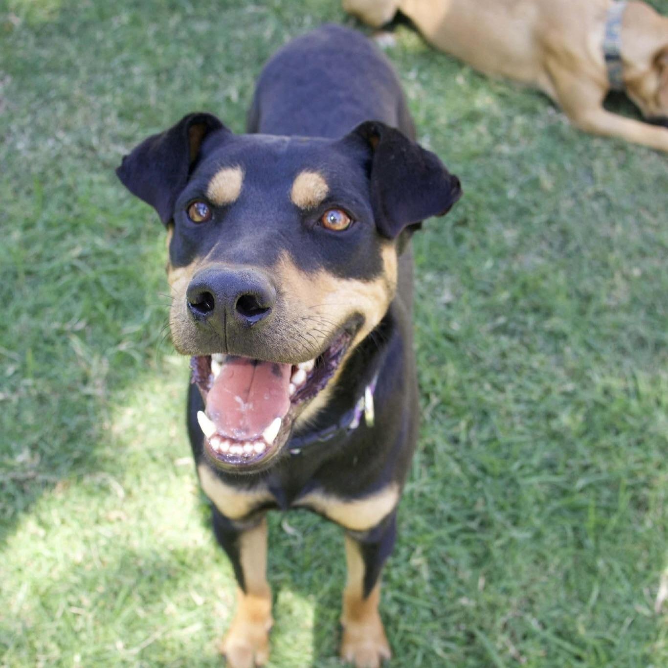 Koda Bear (20240314-03), Adoptable, Adult Male Labrador Retriever & Rottweiler.
