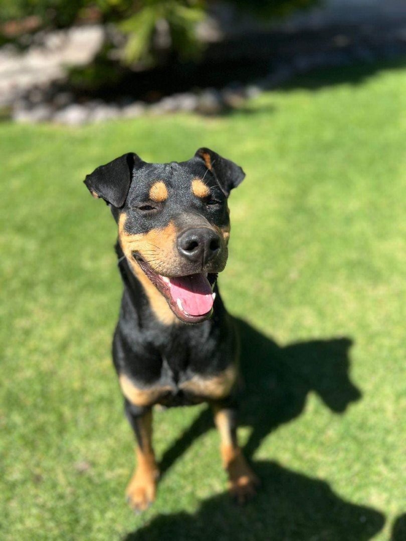 Enlarge Koda Bear (20240314-03), a Adoptable mixed breed in Mississauga, ON image 6/6