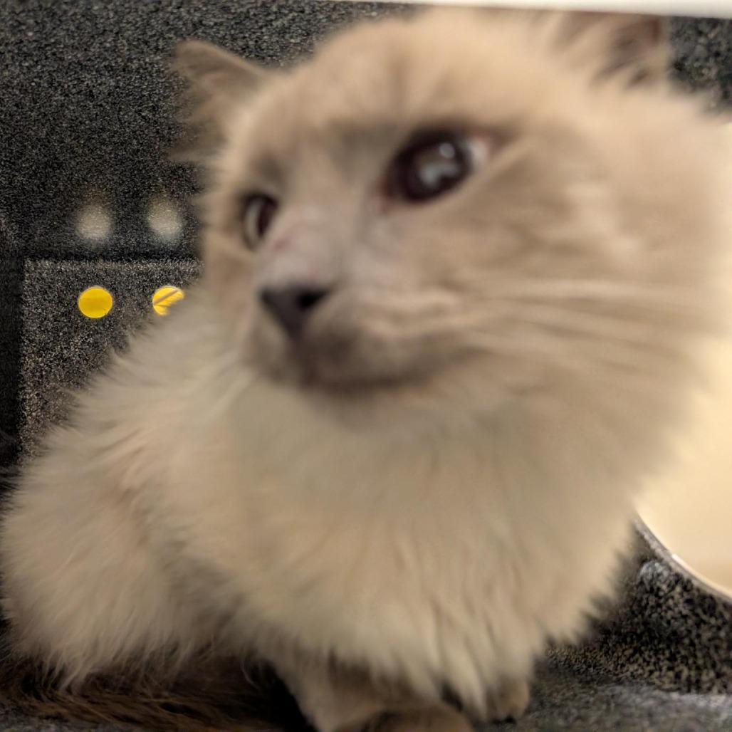 Longitude, Adoptable, Adult Female Himalayan & Domestic Short Hair.