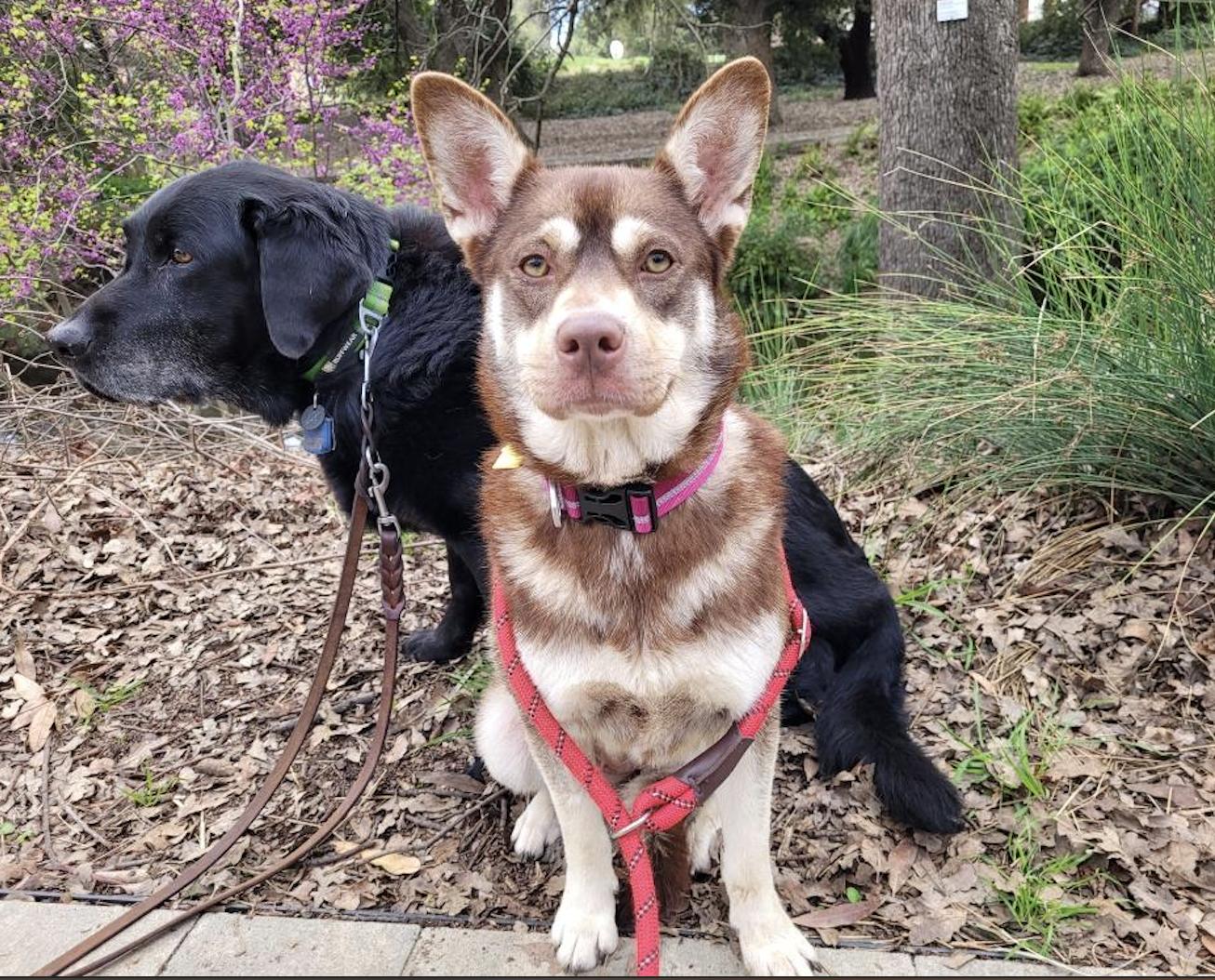 Enlarge Mocha, a ADOPTABLE mixed breed in Davis, CA image 4/5