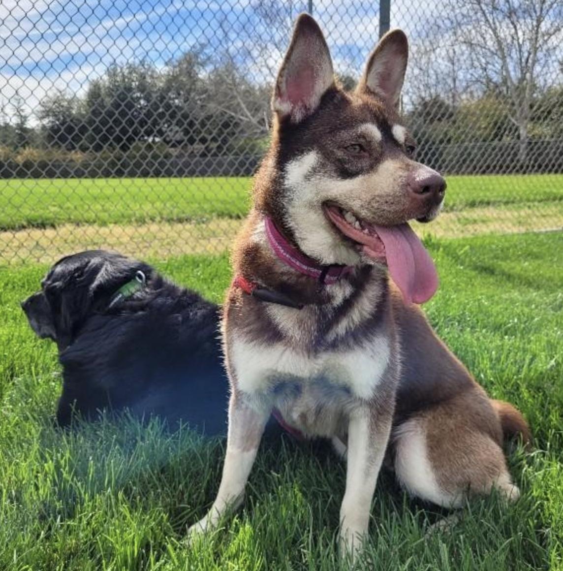 Enlarge Mocha, a ADOPTABLE mixed breed in Davis, CA image 3/5