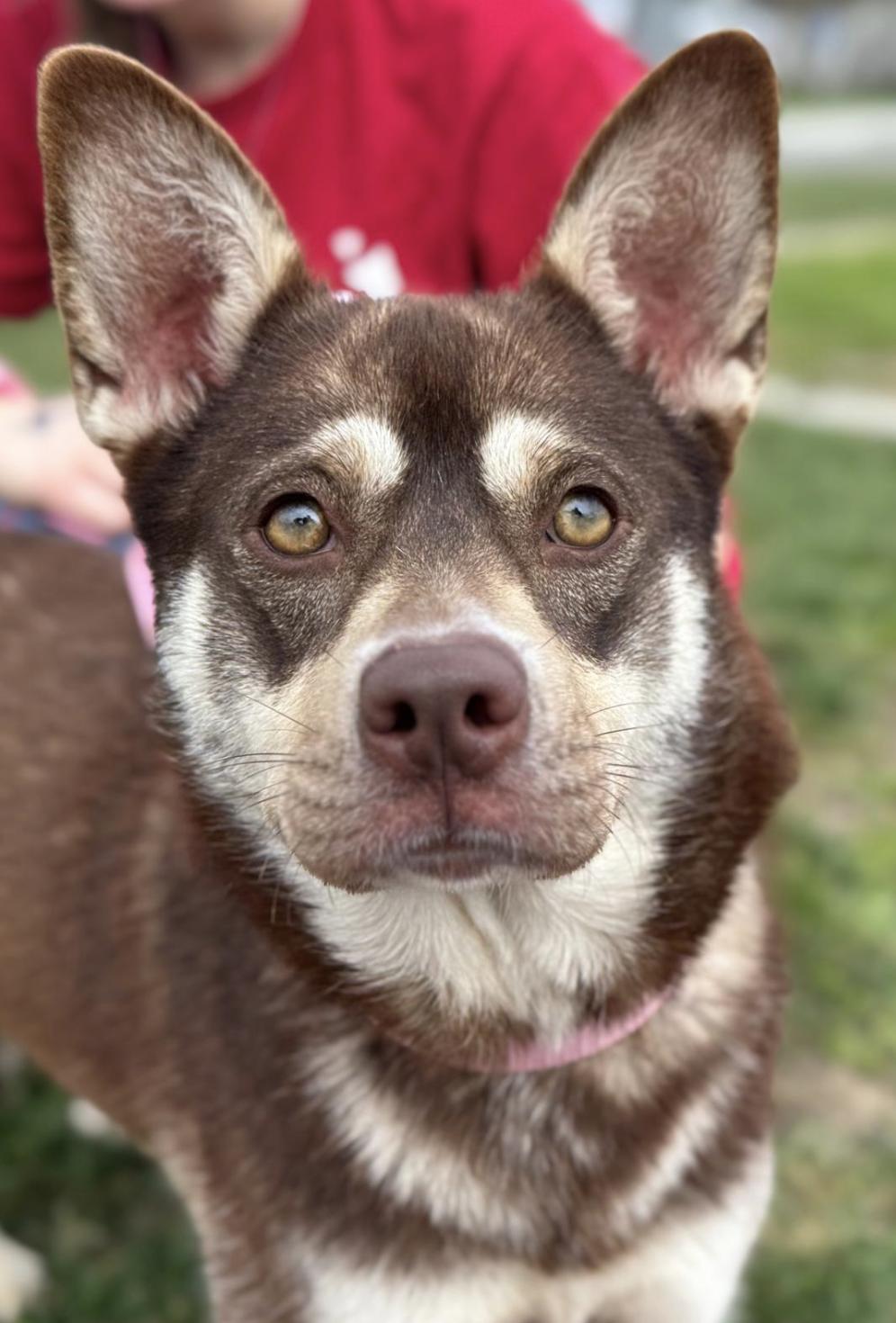 Enlarge Mocha, a ADOPTABLE mixed breed in Davis, CA image 1/2