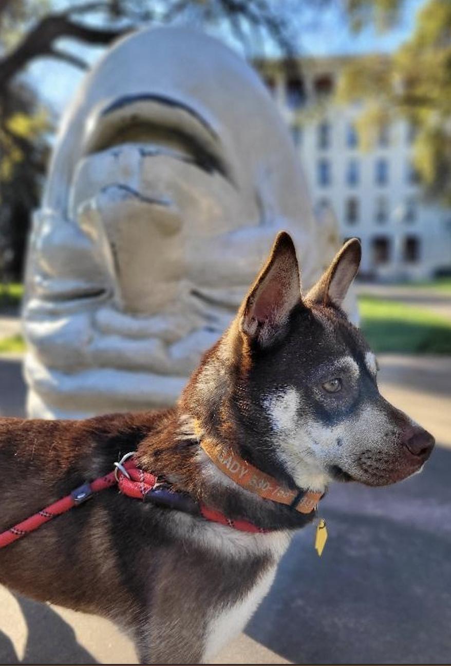 Enlarge Mocha, a ADOPTABLE mixed breed in Davis, CA image 5/5