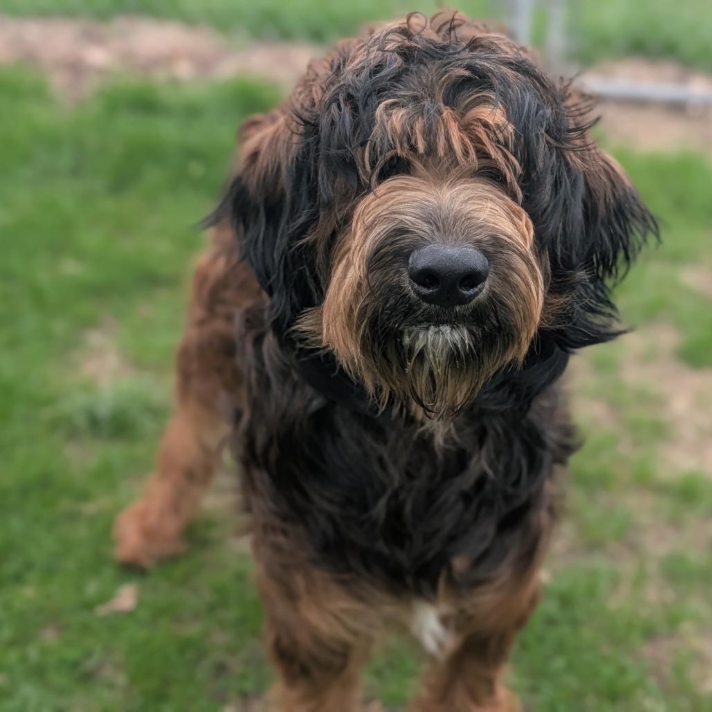 Enlarge Tater , an adopted mixed breed in Fenton, MI image 1/2