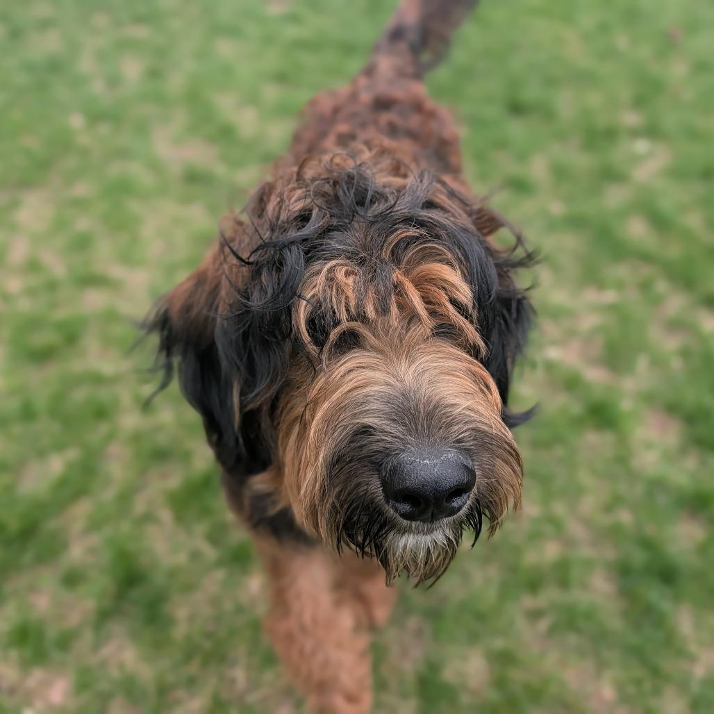 Enlarge Tater , an adopted mixed breed in Fenton, MI image 2/2