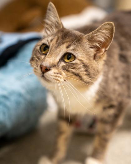 Kuso, Adoptable, Adult Female Domestic Short Hair & Domestic Short Hair.