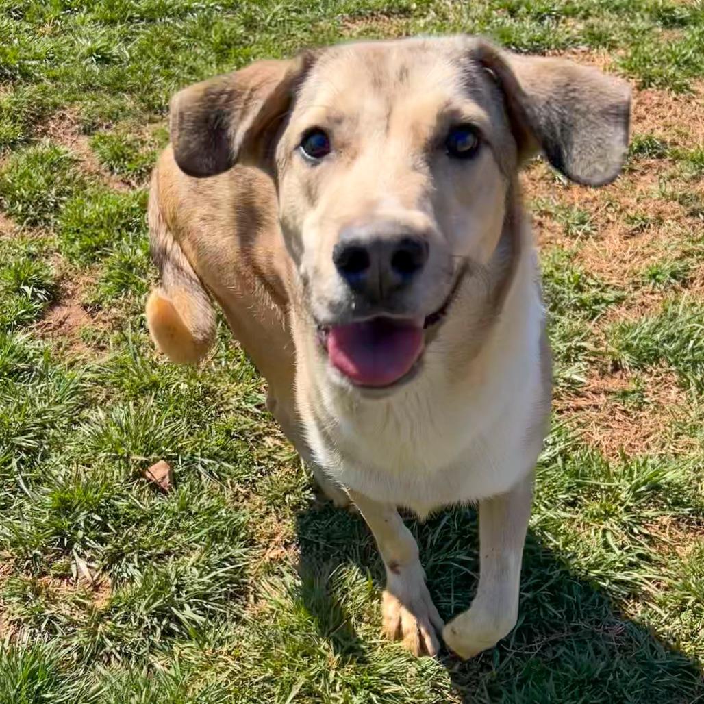 Sabry, a Adoptable mixed breed in Winchester, TN image 1/5