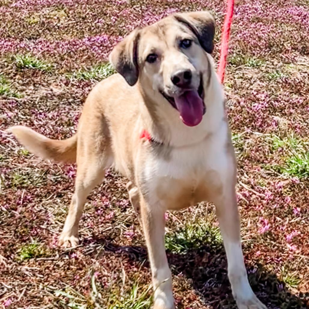 Sabry, a Adoptable mixed breed in Winchester, TN image 2/5