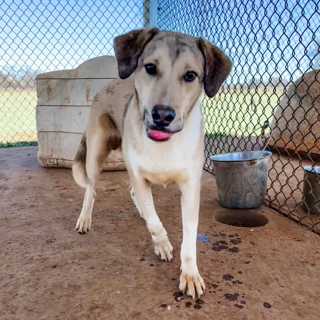 Sabry, a Adoptable mixed breed in Winchester, TN image 3/5