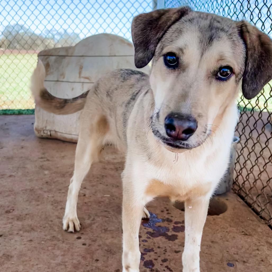 Sabry, a Adoptable mixed breed in Winchester, TN image 5/5