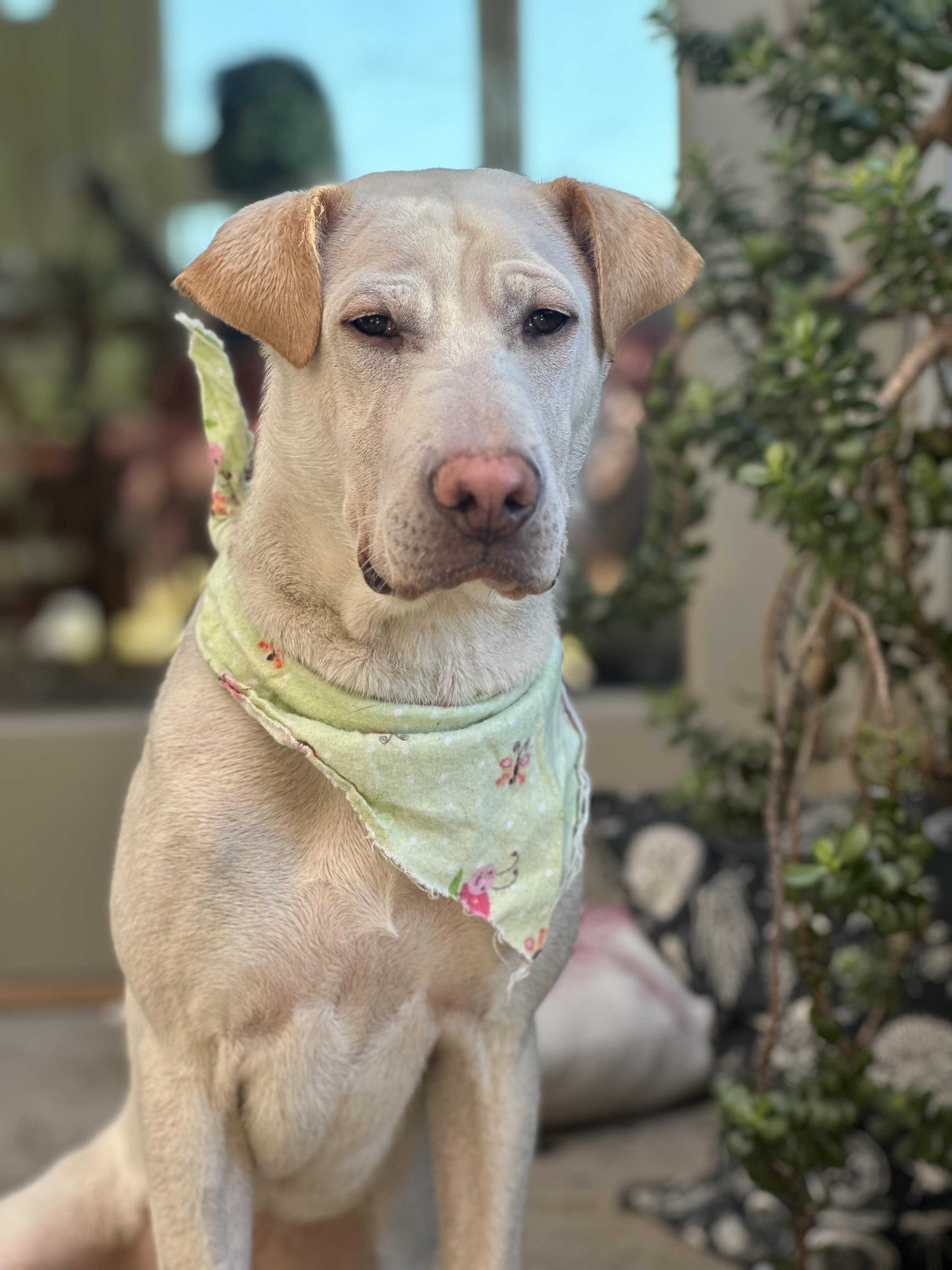 Enlarge Cinderella , a Adoptable mixed breed in Pasadena, CA image 3/6