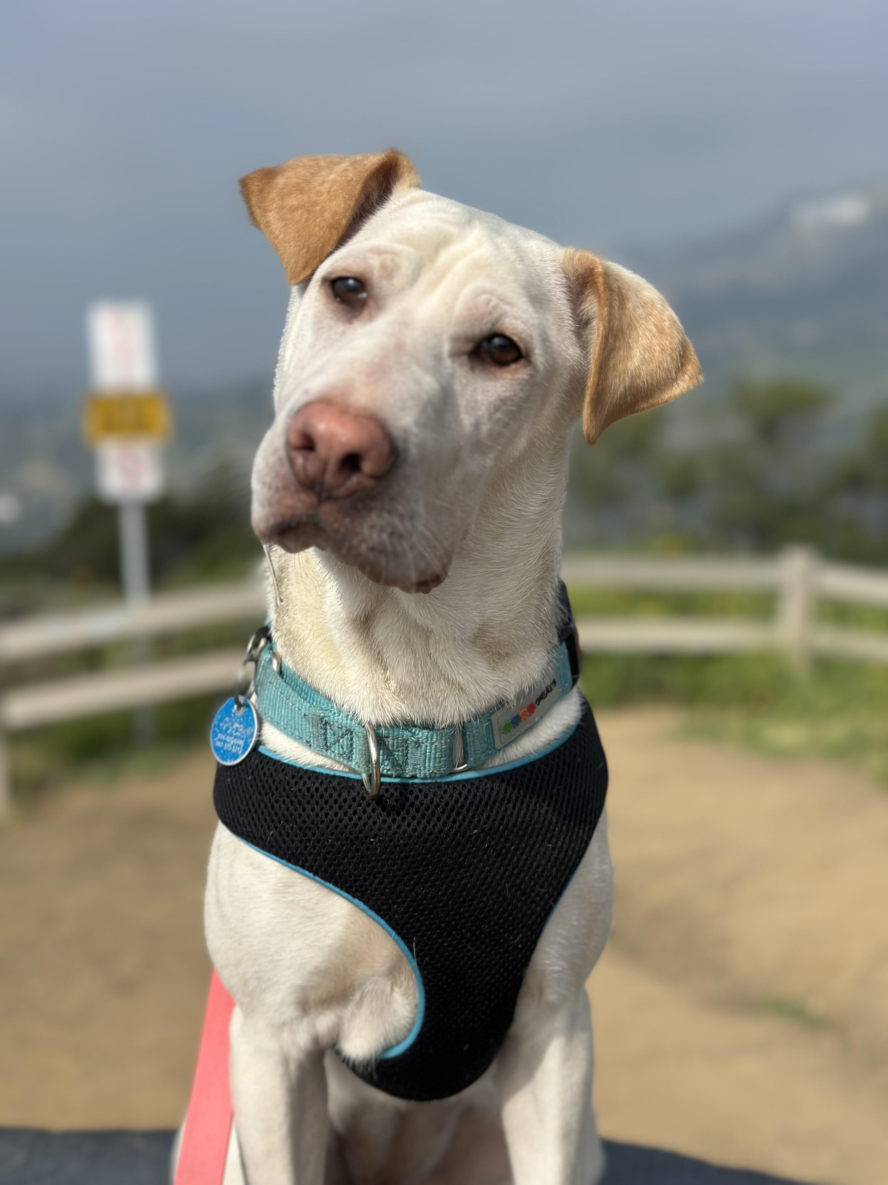 Enlarge Cinderella , a Adoptable mixed breed in Pasadena, CA image 5/6