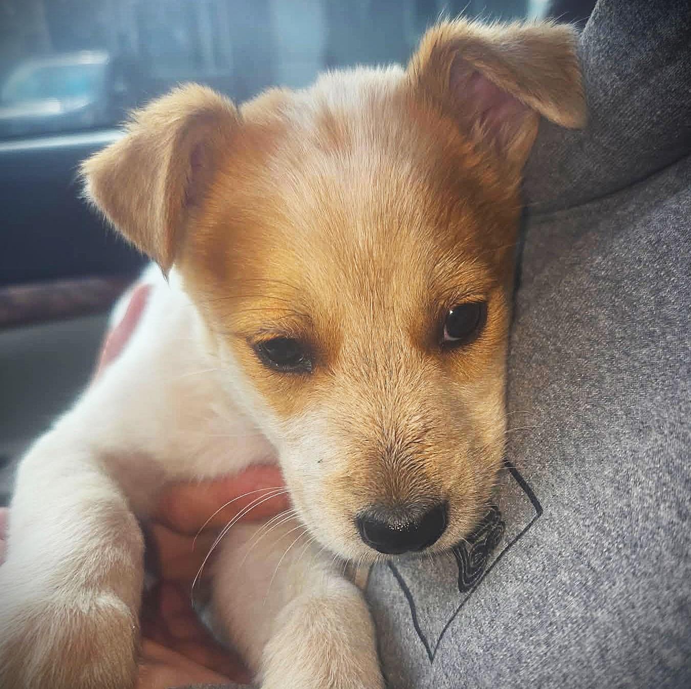 Buttercup, Adopted, Puppy Male Golden Retriever & Australian Cattle Dog / Blue Heeler.