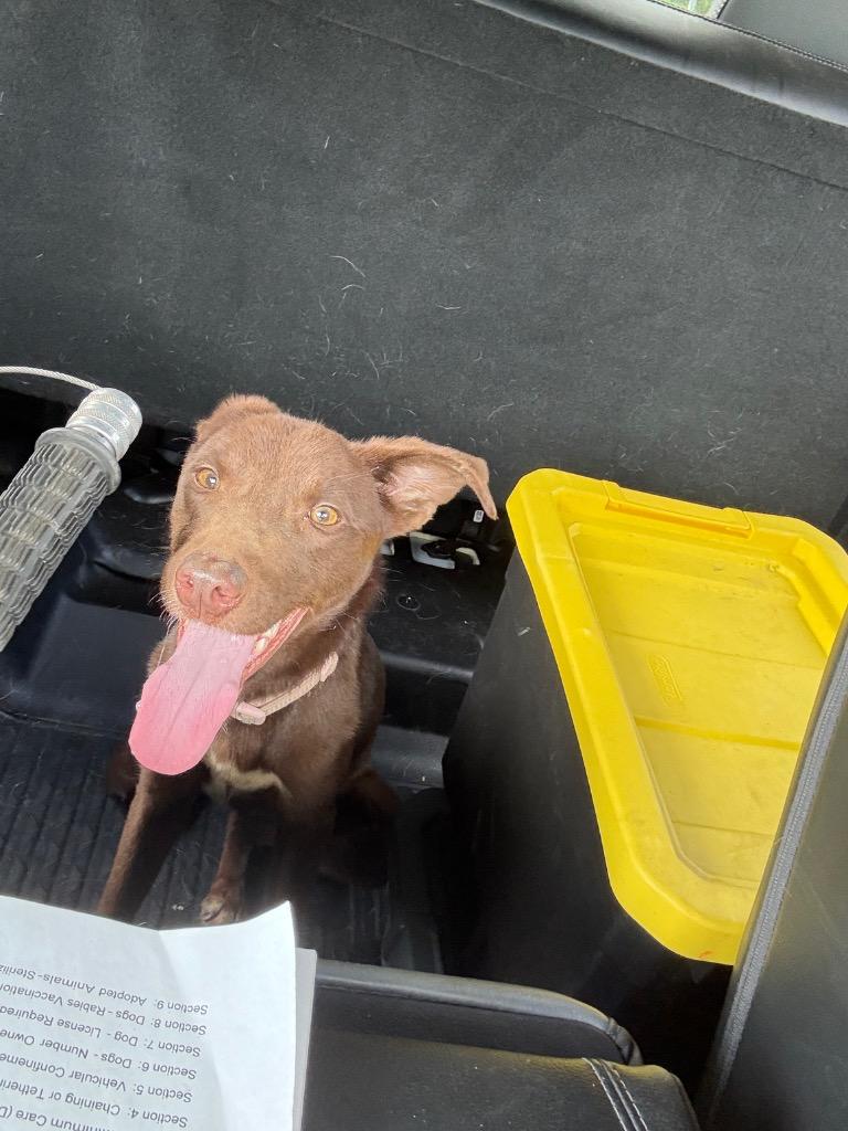 Truffles, Adoptable, Puppy Female Mixed Breed.