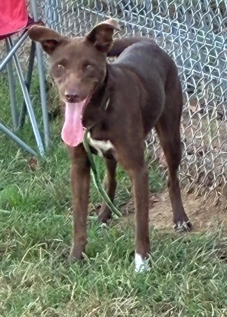 Enlarge Truffles, a Adoptable Mixed Breed in Beebe, AR image 2/2