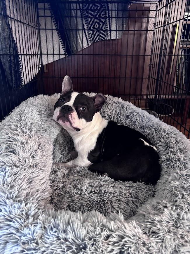 Meatball, ADOPTABLE, Adult Female Bulldog & Pit Bull Terrier.