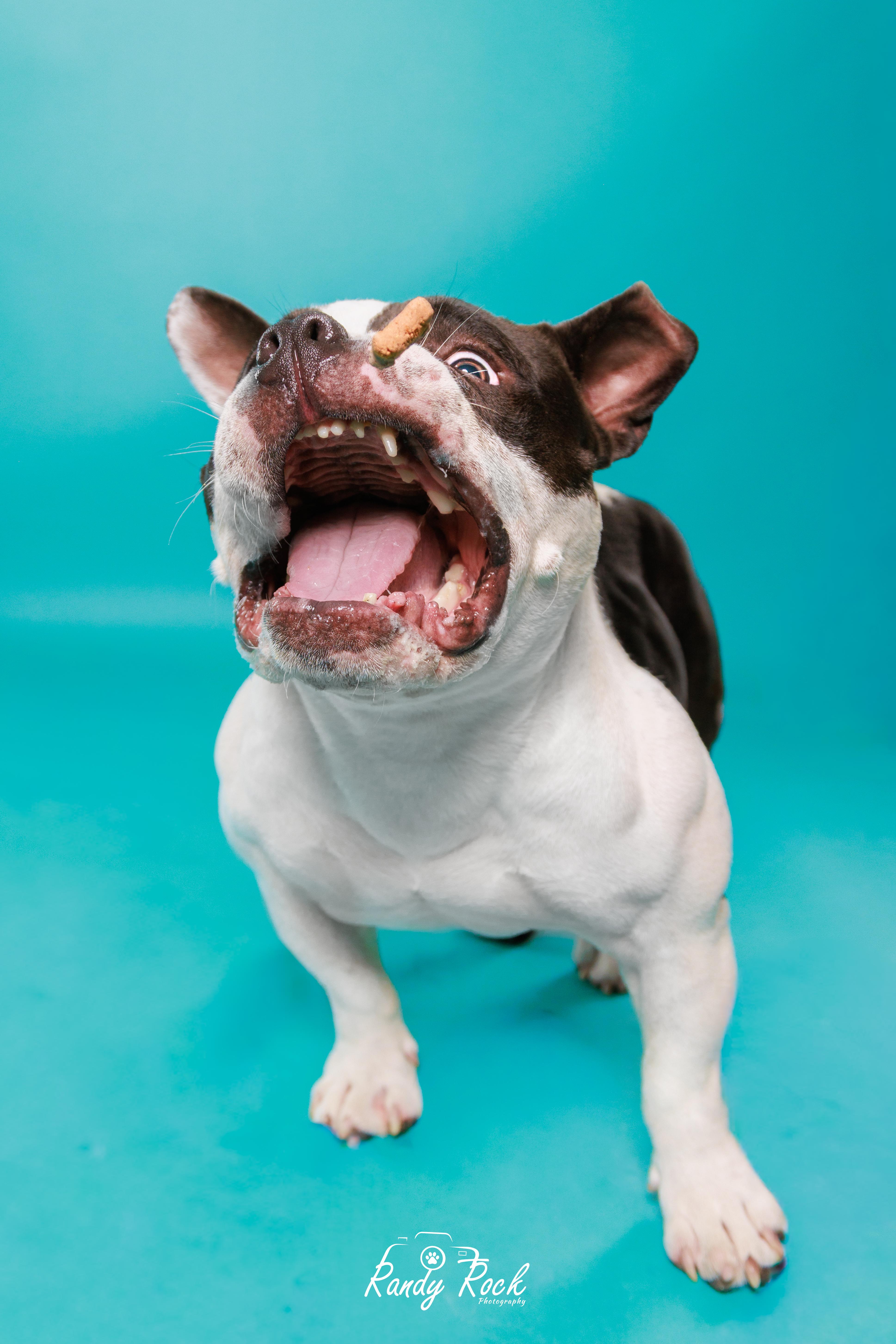 Enlarge Meatball, a Adoptable mixed breed in Shermans Dale, PA image 4/6