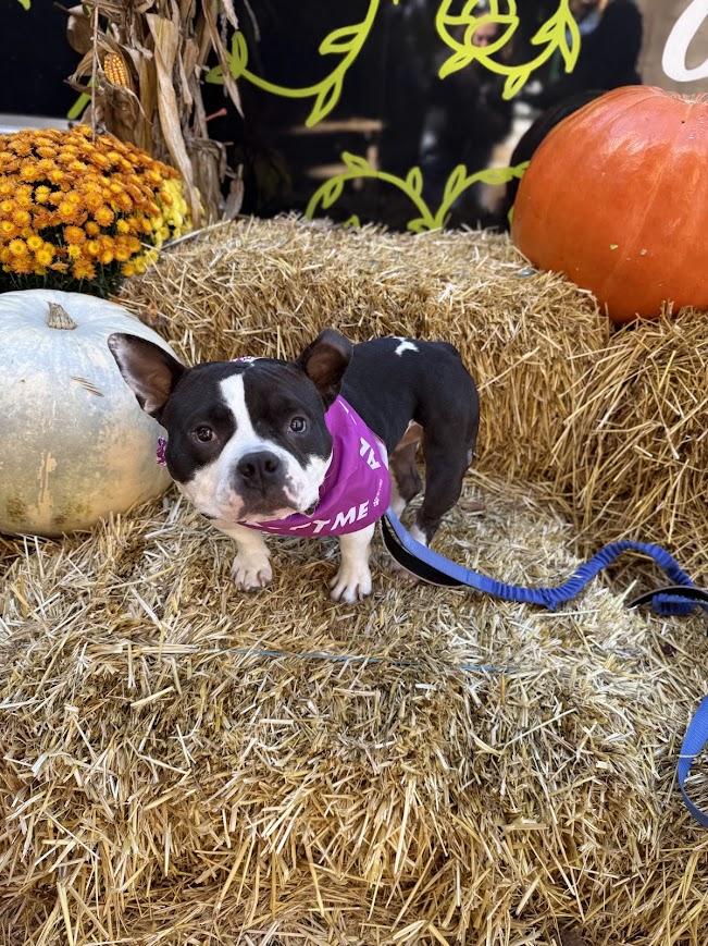 Enlarge Meatball, a Adoptable mixed breed in Shermans Dale, PA image 2/6