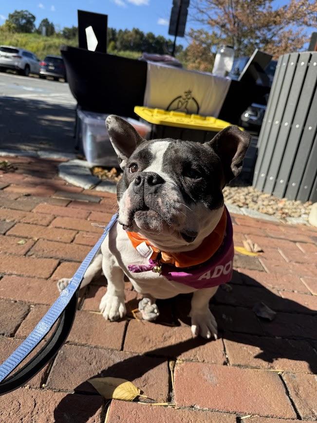 Meatball, Adoptable, Adult Female Bulldog & Pit Bull Terrier.