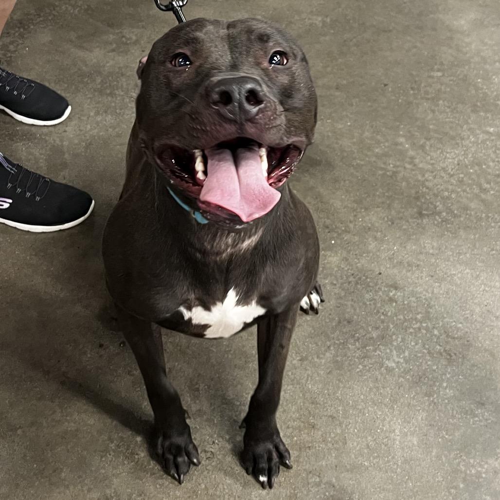 Enlarge JR (Junior), a Adoptable mixed breed in Tampa, FL image 1/5