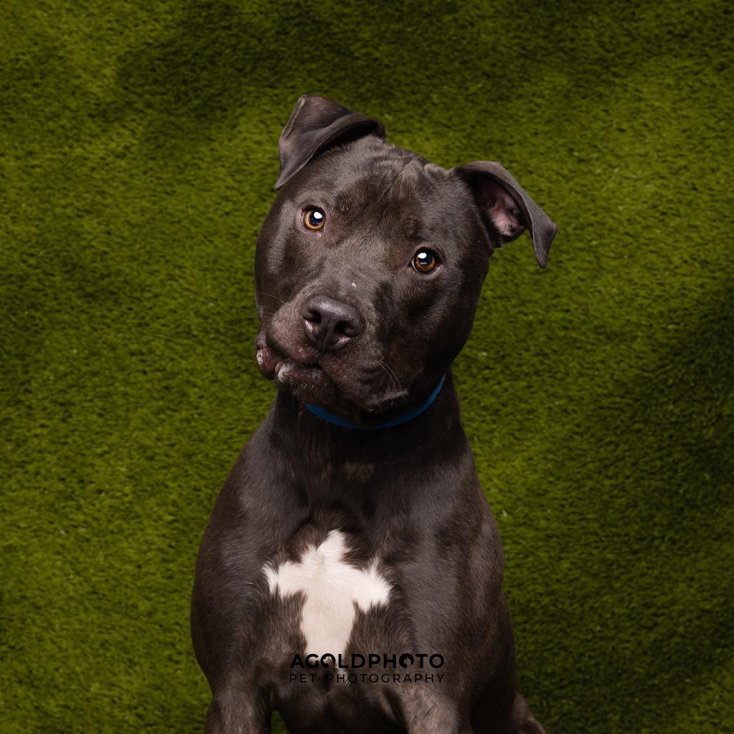 Enlarge JR (Junior), a Adoptable mixed breed in Tampa, FL image 2/5
