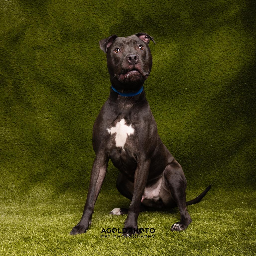 Enlarge JR (Junior), a Adoptable mixed breed in Tampa, FL image 3/5