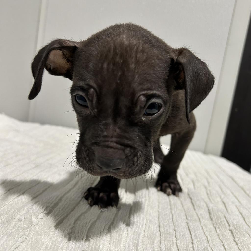 Enlarge JR (Junior), a Adoptable mixed breed in Tampa, FL image 4/5