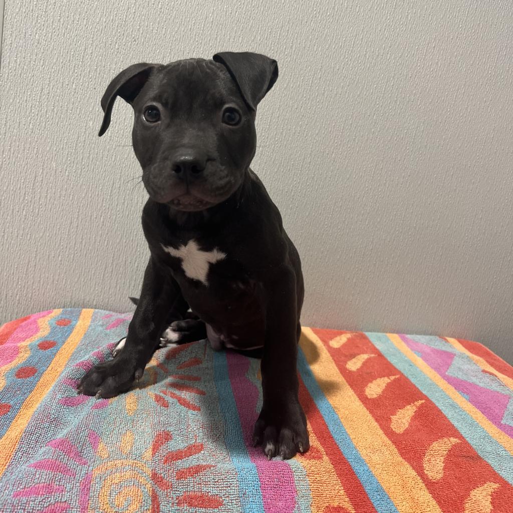 Enlarge JR (Junior), a Adoptable mixed breed in Tampa, FL image 5/5