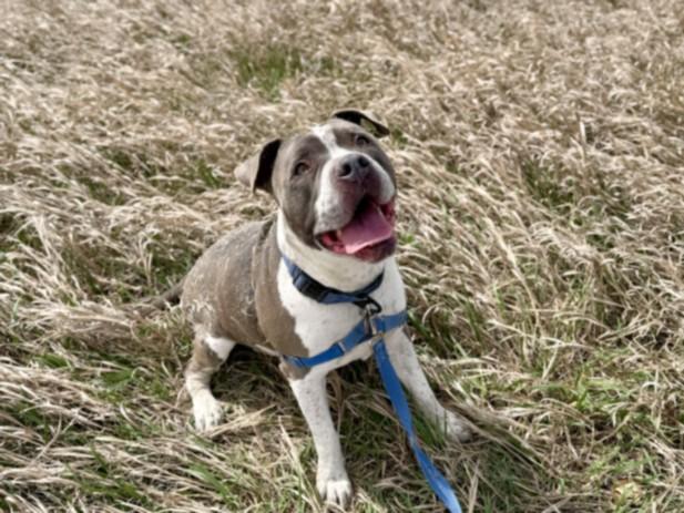 Enlarge CONOR, a Adoptable Staffordshire Bull Terrier in Loveland, CO image 1/1