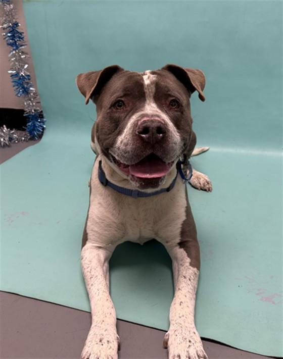 CONOR, Adoptable, Adult Male Staffordshire Bull Terrier.