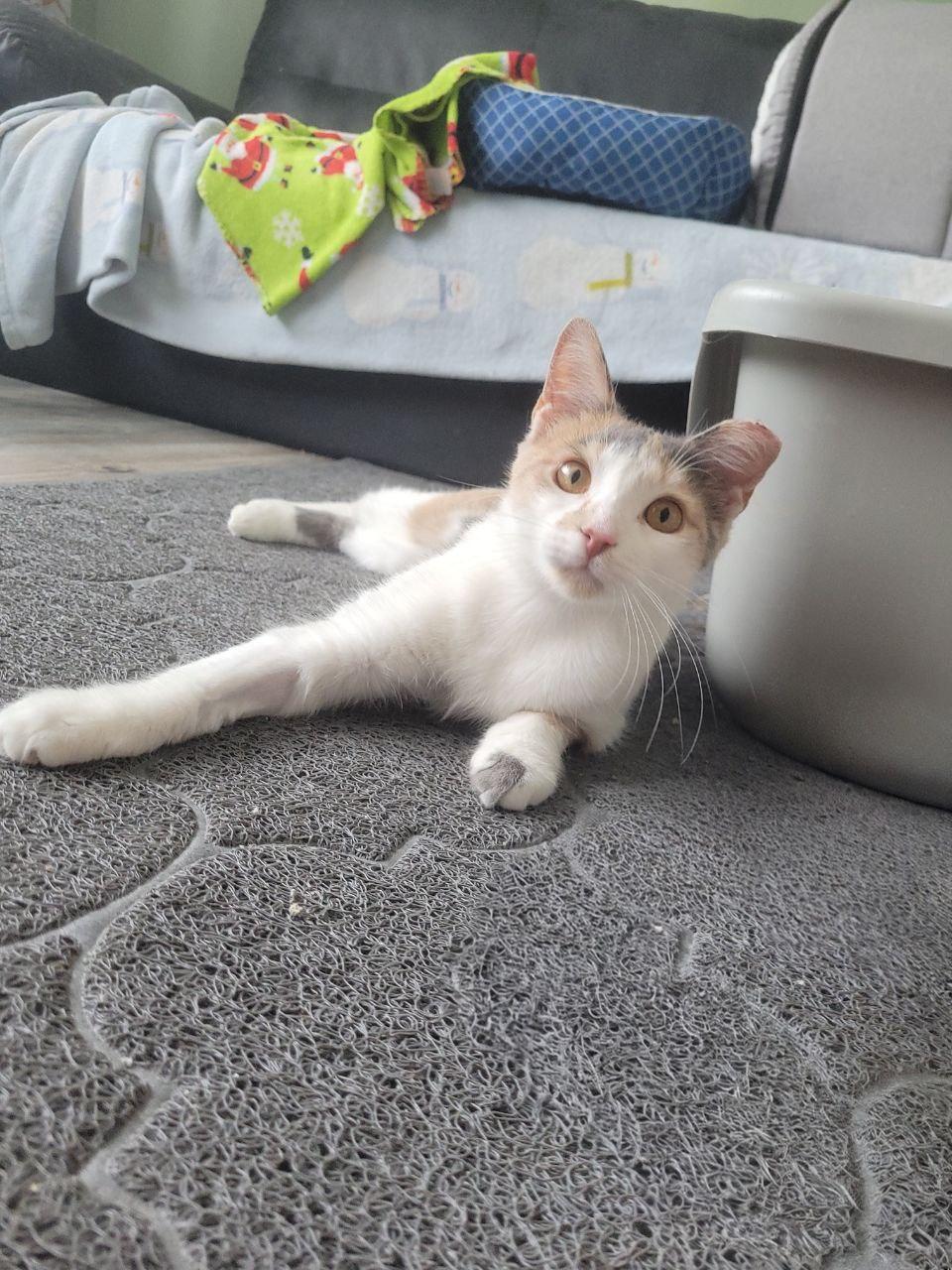 Squibby, Young Female unknown