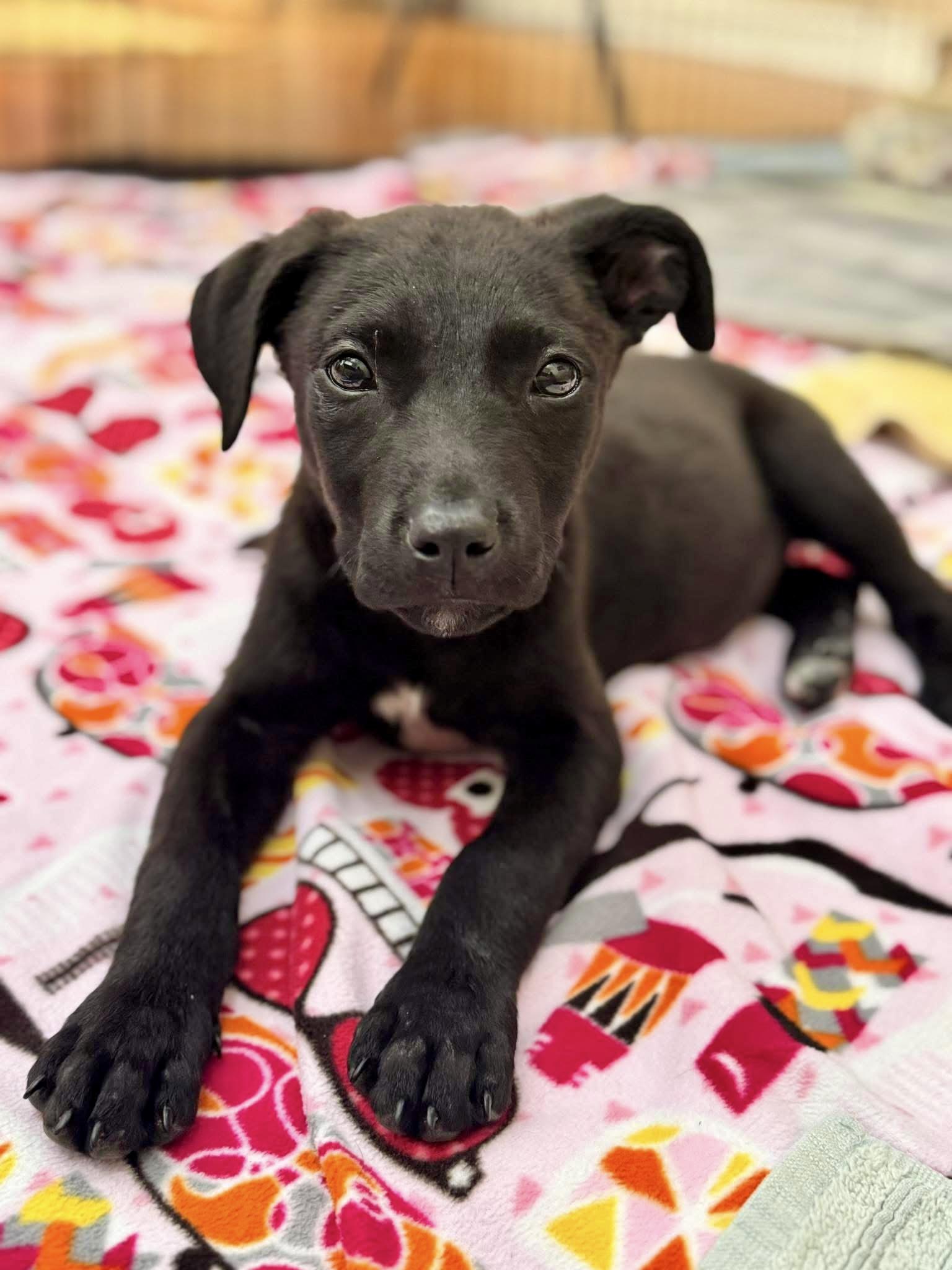 Enlarge Roxie, a Adopted mixed breed in Germantown , TN image 1/5
