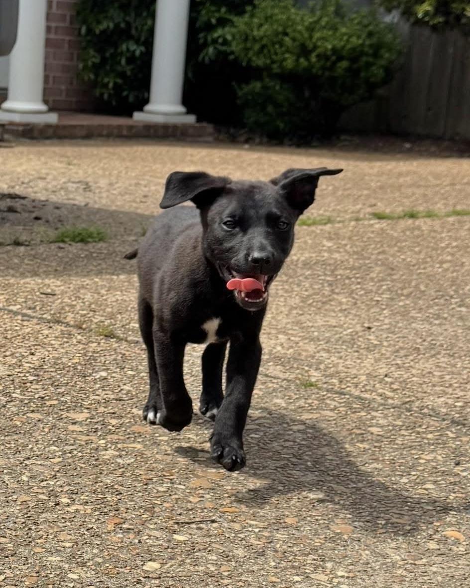 Enlarge Roxie, a Adopted mixed breed in Germantown , TN image 2/5