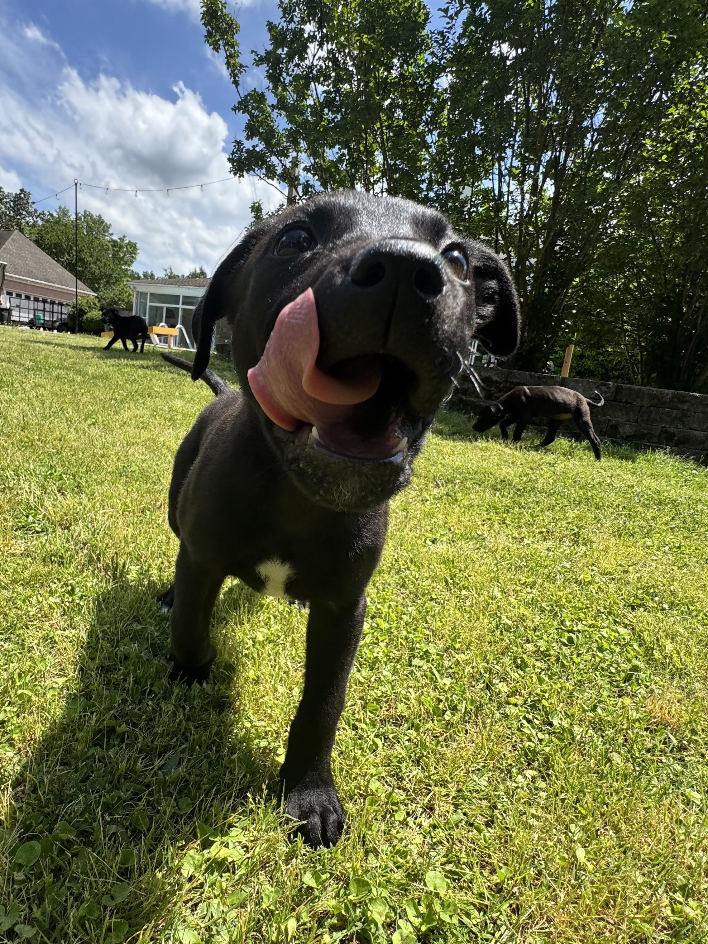 Enlarge Roxie, a Adopted mixed breed in Germantown , TN image 3/5