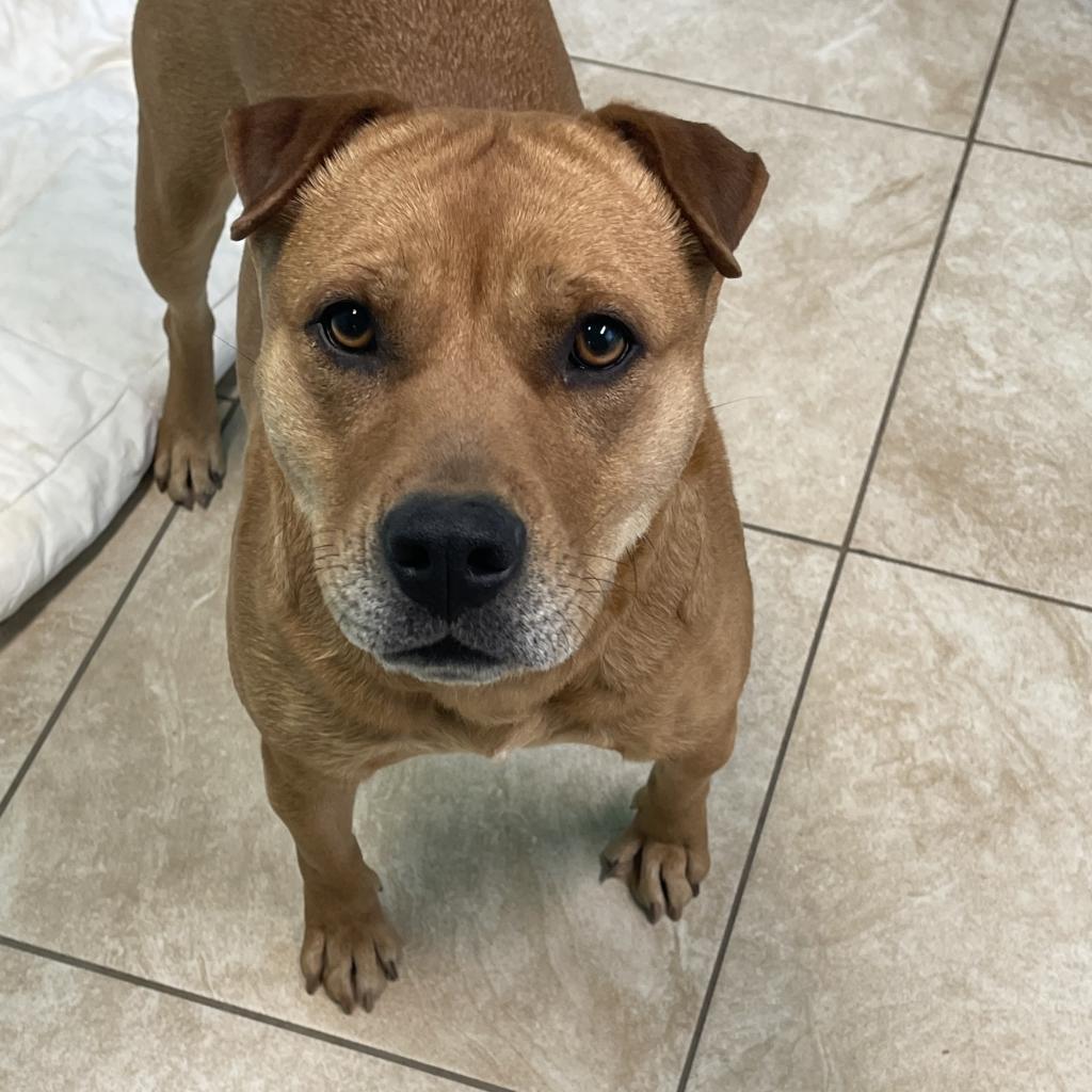 Molly, a Adoptable mixed breed in Little Rock, AR image 1/6