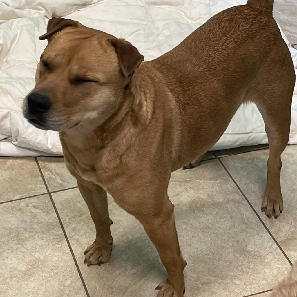 Molly, a Adoptable mixed breed in Little Rock, AR image 2/6