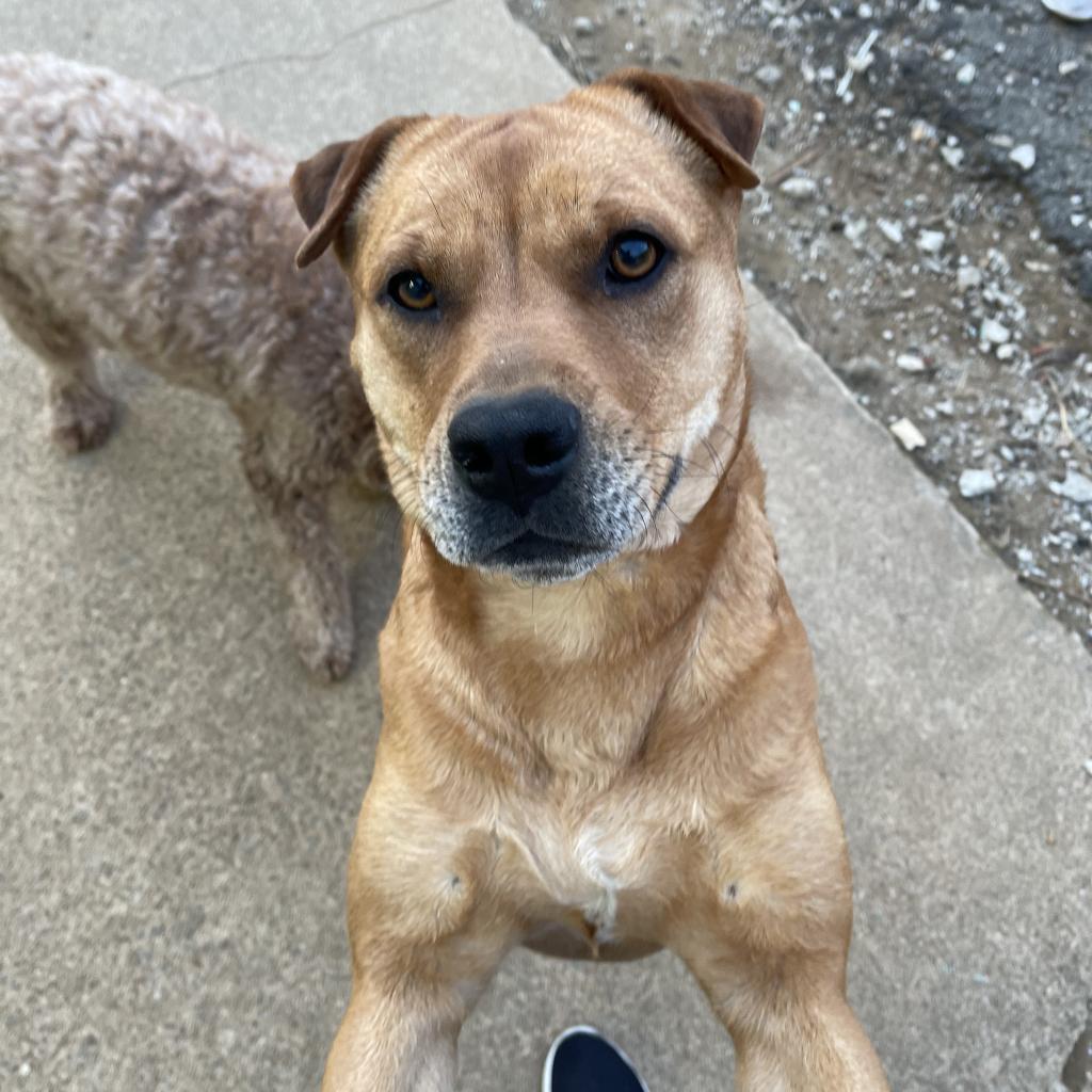 Molly, a Adoptable mixed breed in Little Rock, AR image 3/6