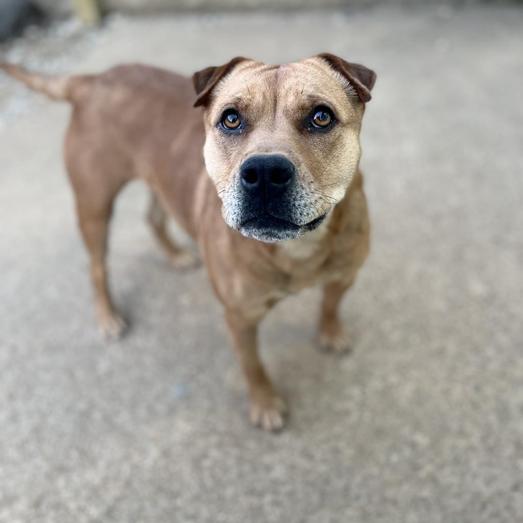 Molly, a Adoptable mixed breed in Little Rock, AR image 4/6
