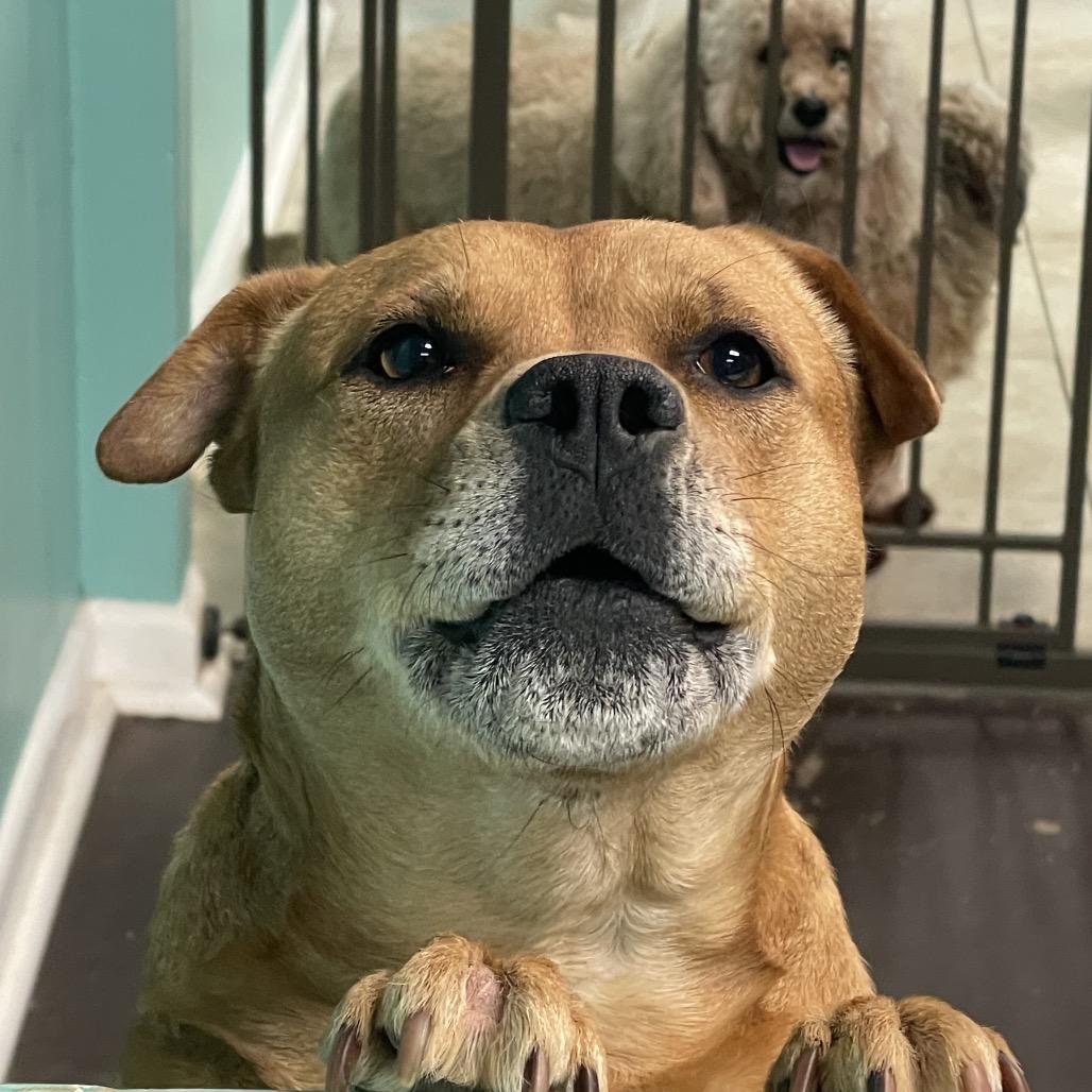 Molly, a Adoptable mixed breed in Little Rock, AR image 5/6