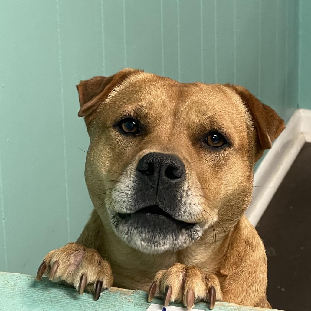 Molly, a Adoptable mixed breed in Little Rock, AR image 6/6