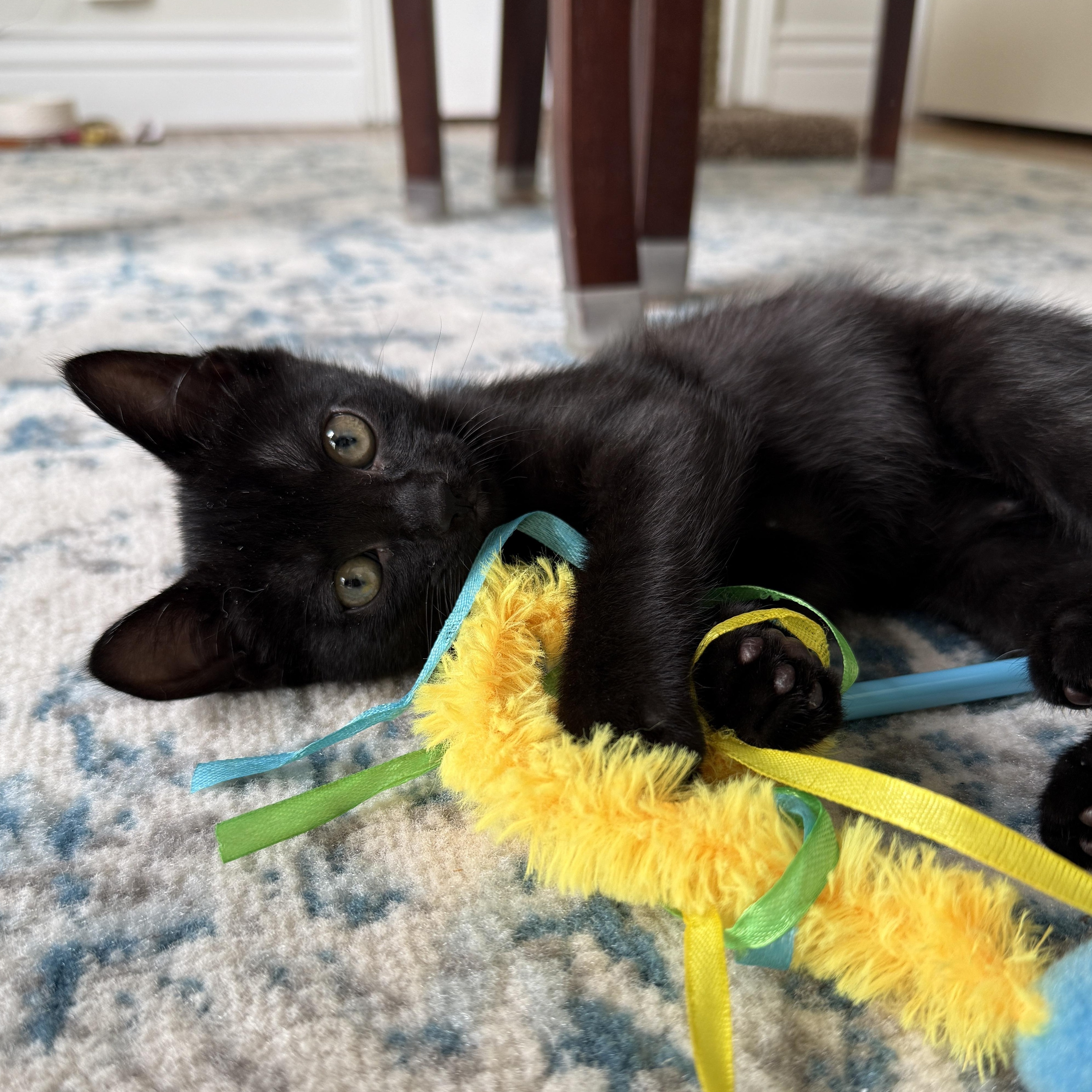Blondie, adopted, Kitten Female Domestic Short Hair.