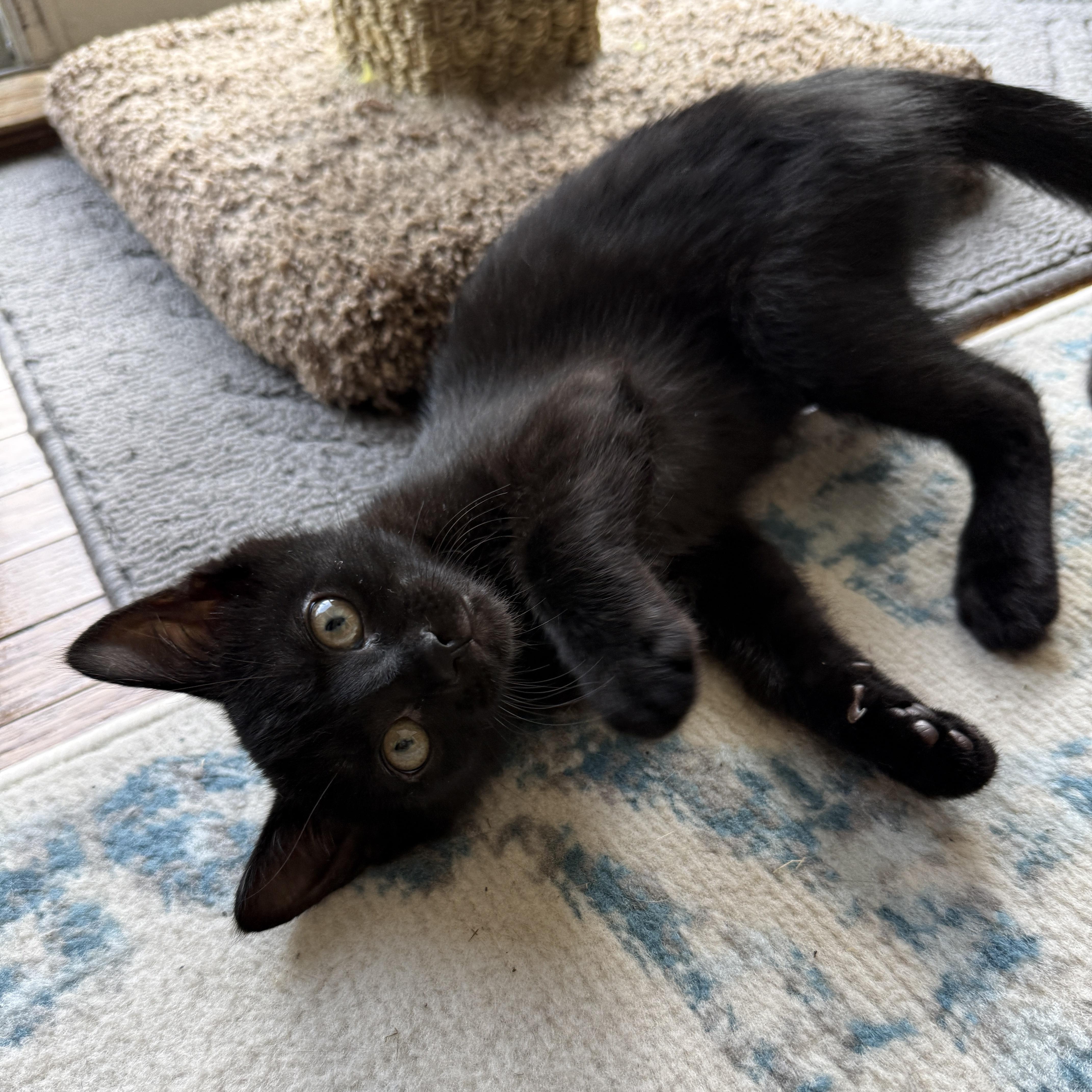 Blondie, an adopted Domestic Short Hair in East Amherst, NY image 4/6