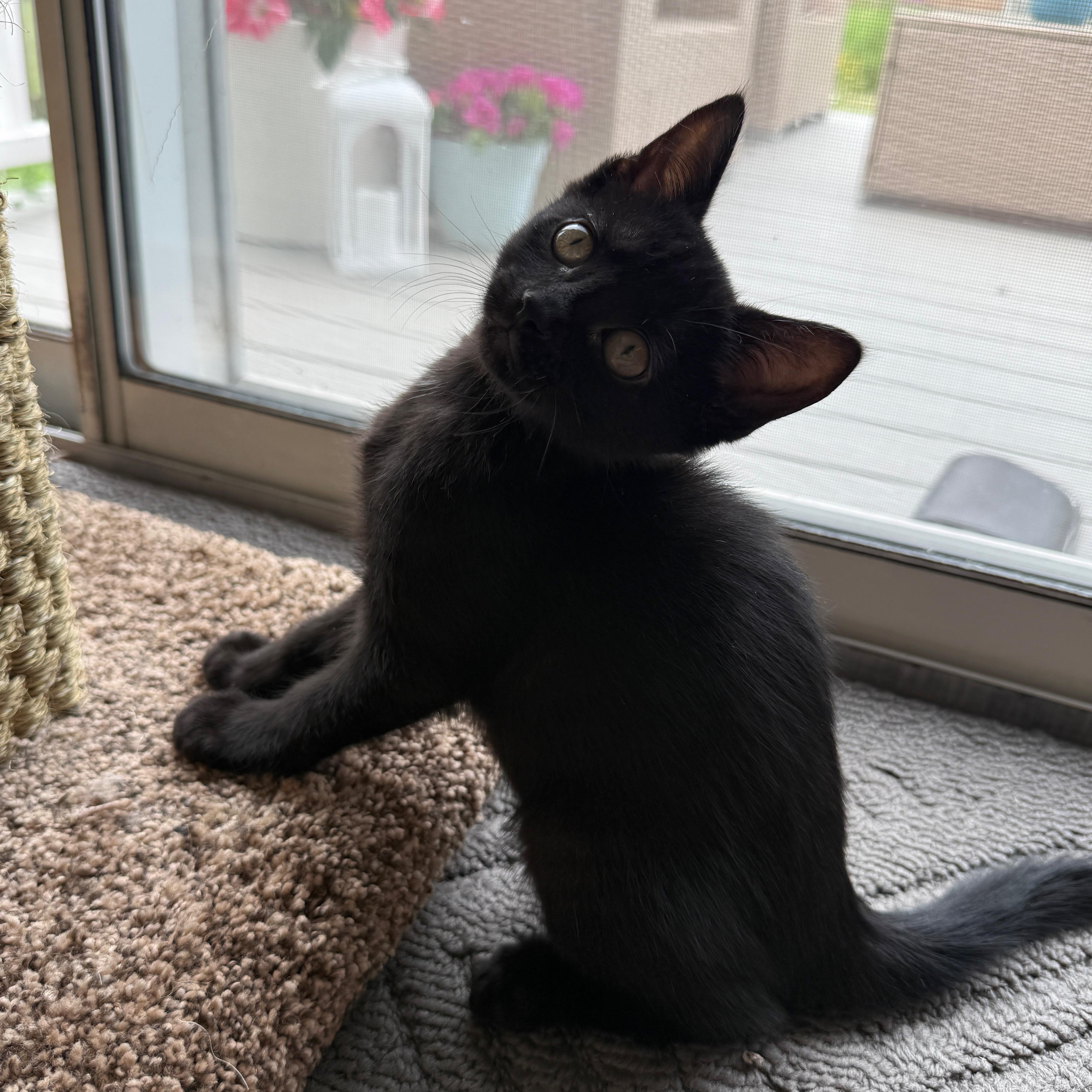 Blondie, an adopted Domestic Short Hair in East Amherst, NY image 3/6