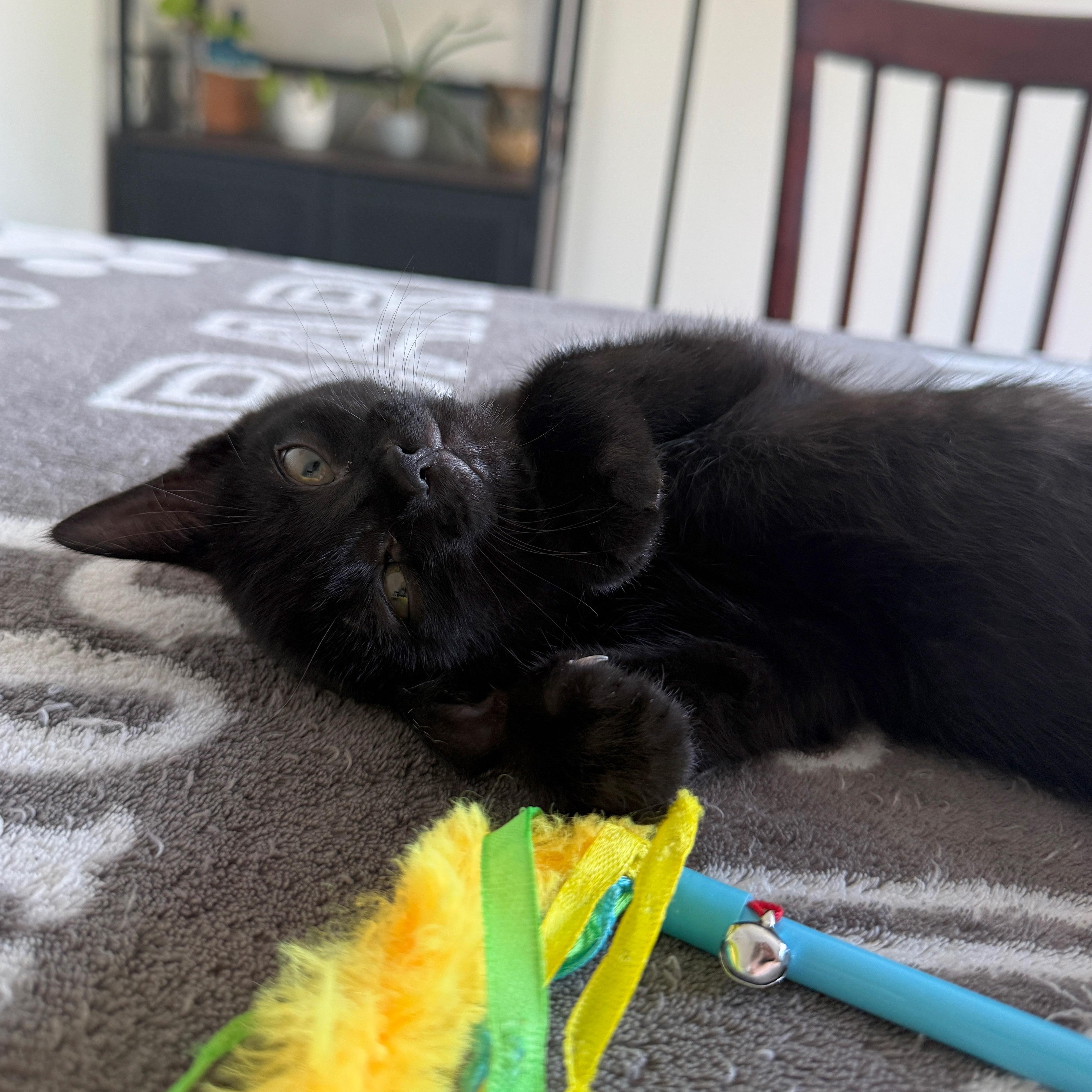 Blondie, an adopted Domestic Short Hair in East Amherst, NY image 5/6