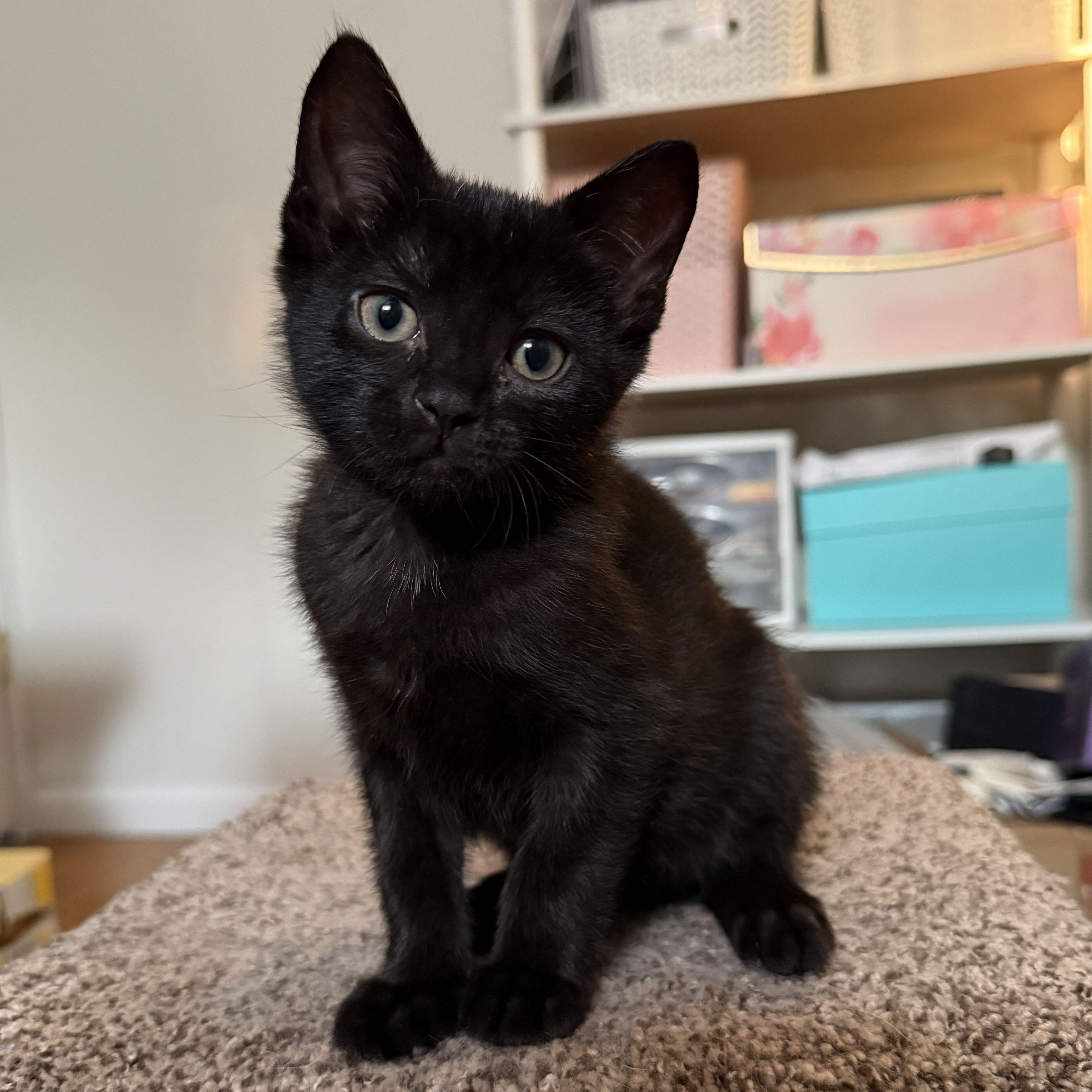 Blondie, an adopted Domestic Short Hair in East Amherst, NY image 2/6