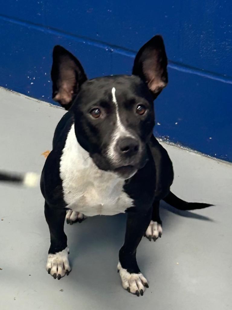 Enlarge Poison Ivy, a Adoptable mixed breed in Hartsville, SC image 1/5